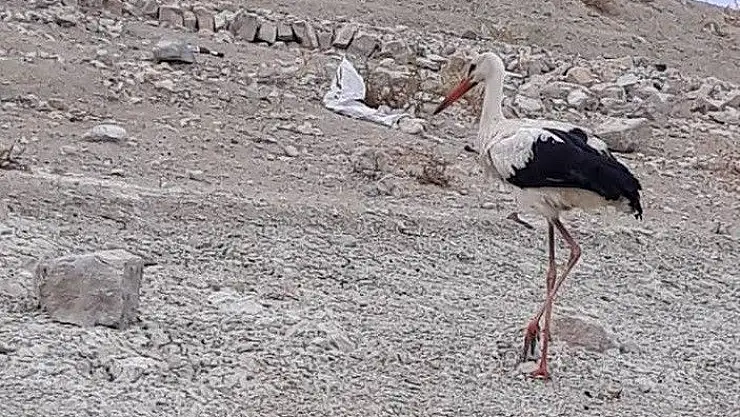 'Tedavi edilen leylek ve atmaca doğal ortamına bırakıldı'