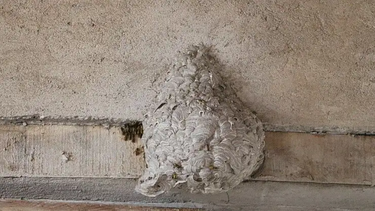 'İş yerinde gelen sesleri takip etti, gördüğüne inanamadı'