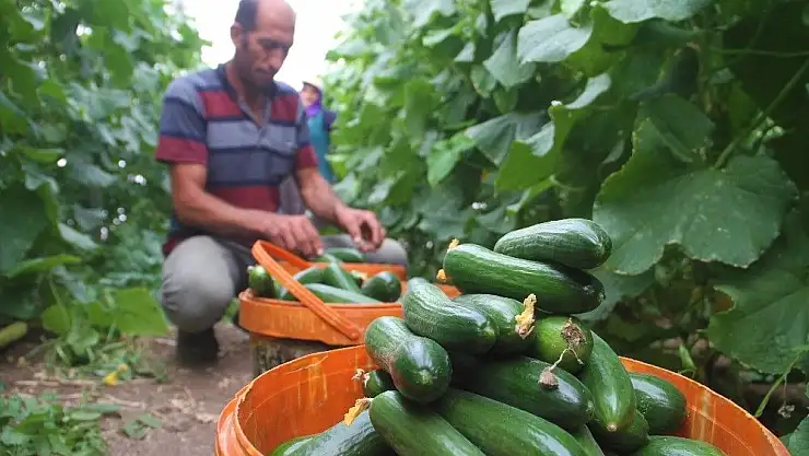 'Yılda 1 milyon 750 bin ton salatalık üretiyor, doğunun ihtiyacının karşılıyor'