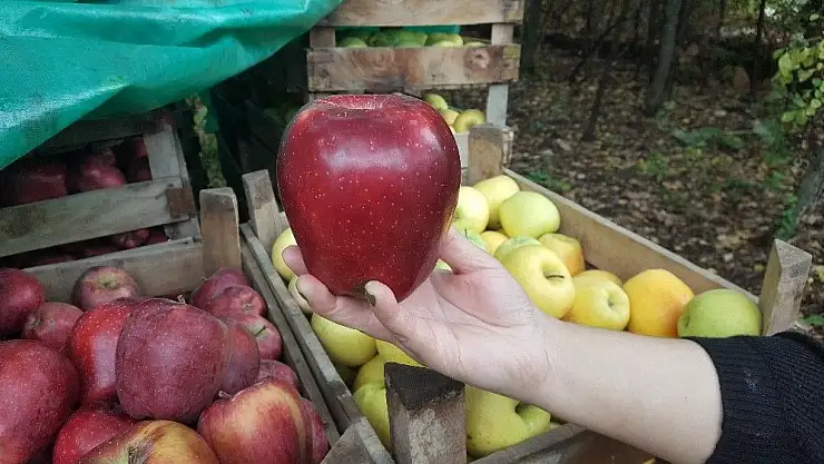 'Dev elmalar görenleri şaşırtıyor'