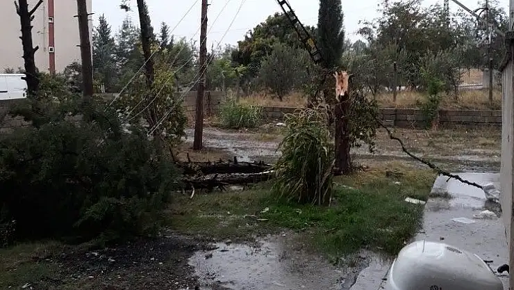 'Üzerine yıldırım düşen ağaç parçalandı'