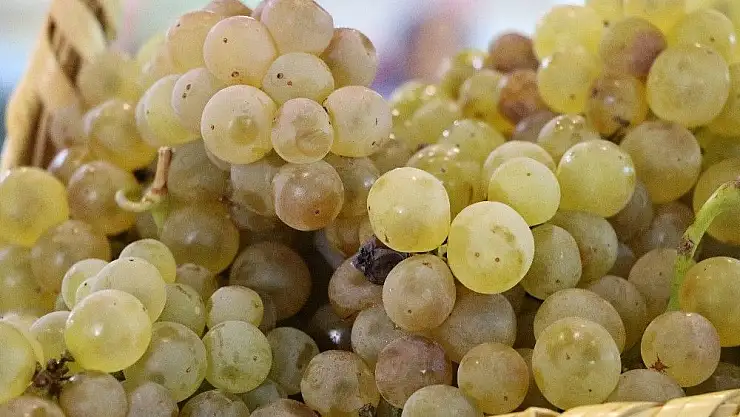 'Kahramanmaraş Tarım Gıda ve Hayvancılık Fuarı açıldı'