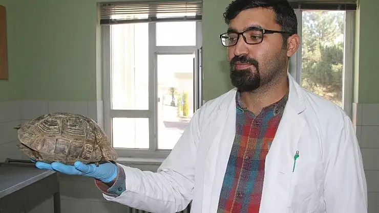 'Kaplumbağanın kırılan kabuğu ''Çivi  ve telle'' birleştirildi'