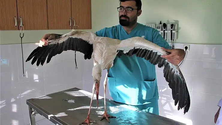 'Kanadı kırık leyleğe fizik tedavi uygulanıyor'