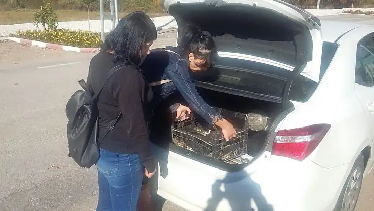 'Ayağı kırılan köpek tedavi altına alındı'