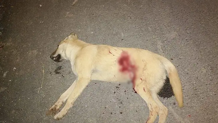 'Kümesindeki tavukları yiyen köpeği tüfekle öldürdü'