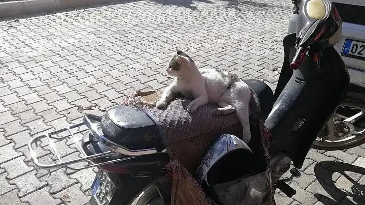 'Güneşli hava sokak hayvanlarına yaradı'