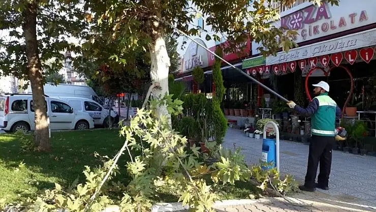 'Şehir merkezindeki ağaçlara mevsimsel bakım yapıldı'