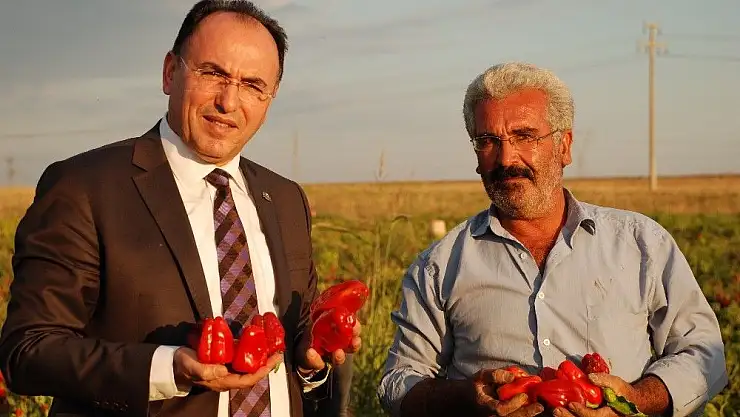 'Adıyaman biberinde son hasat'