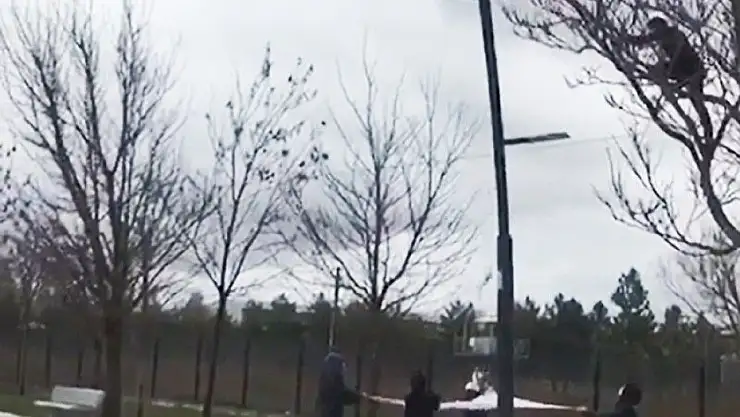 'Ağaçta mahsur kalan kediyi çarşafla kurtardılar'