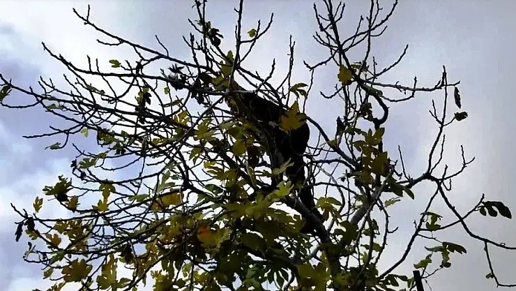 'Ağaçta mahsur kalan kumruyu kurtarıp korumaya aldı'