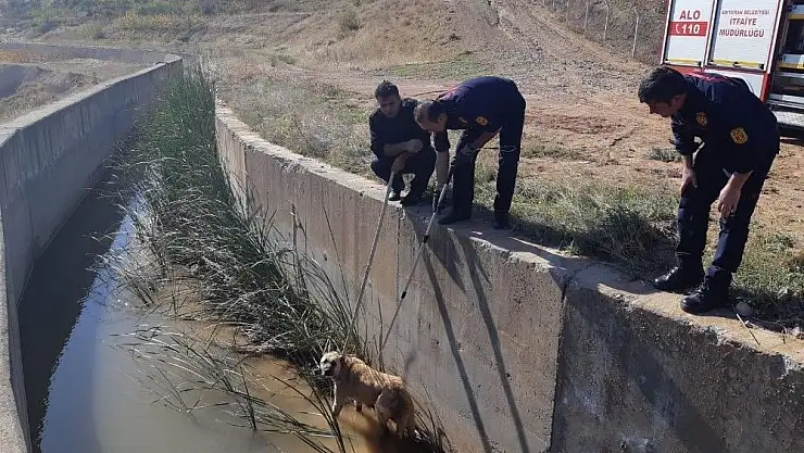'Su kanalına düşen köpek kurtarıldı'