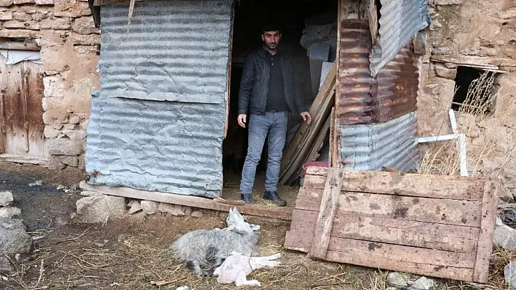 'Zara´da küçükbaş hayvan ölümleri'