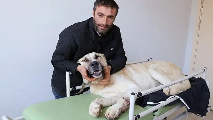 'Ava götürdükleri Kangal köpeğini vurdular'