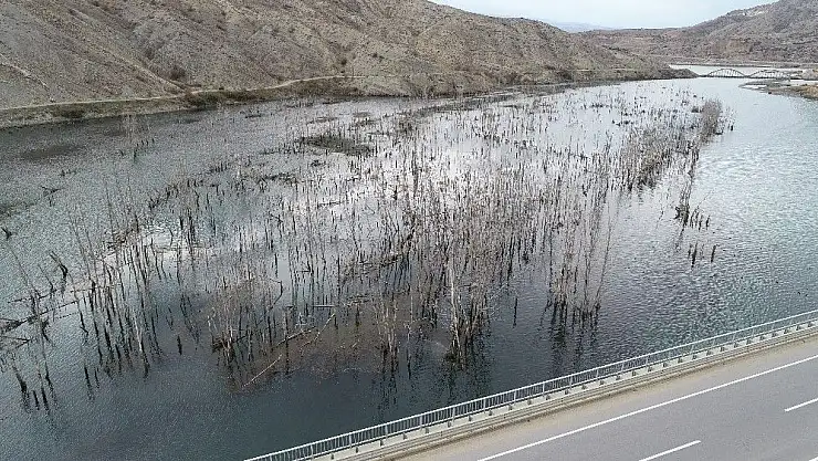 'Baraj suları yükselince karabataklar yuvalarını taşıdı'