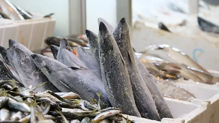 'Yağışlar arttı balık fiyatları düştü'