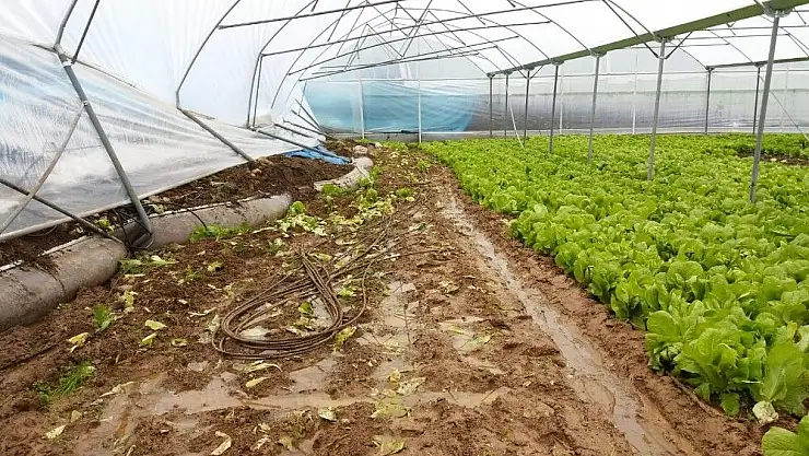 'Toprak kayması ve sel seraya zarar verdi'