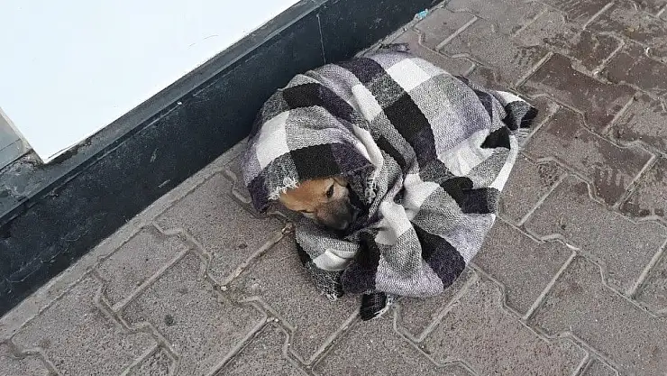 'Şalı ile hem yavru köpeği hem de görenlerin içini ısıttı'