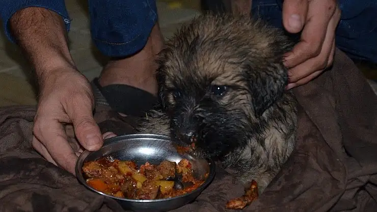 '(ÖZEL) Ölmek üzere olan yavru köpeğin imdadına anne ve oğlu yetişti'