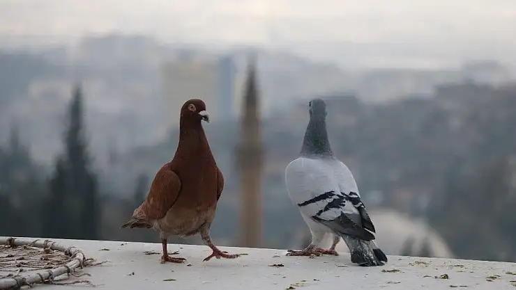 'Çocuk yaşta beslemeye başladığı güvercinlerine gözü gibi bakıyor'