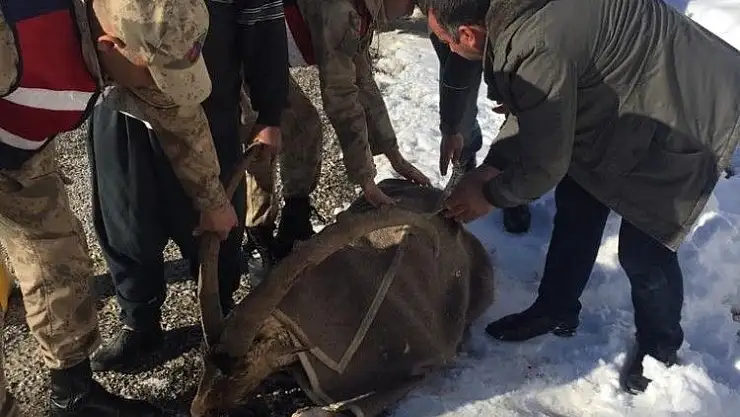 'Jandarma yaralı dağ keçisini battaniyeye sardı'