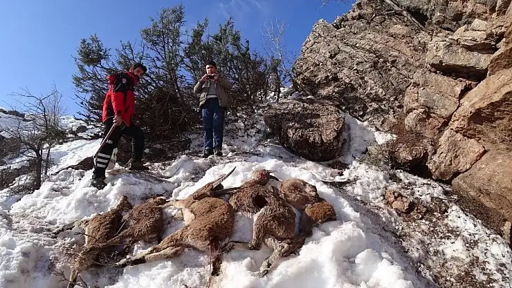 'Yaban keçilerinin öldüğü bölgeye yem bırakıldı'