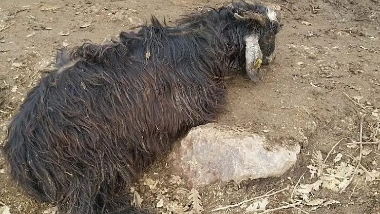 'Aç kurtlar girdikleri ahırda 16 keçiyi telef etti'