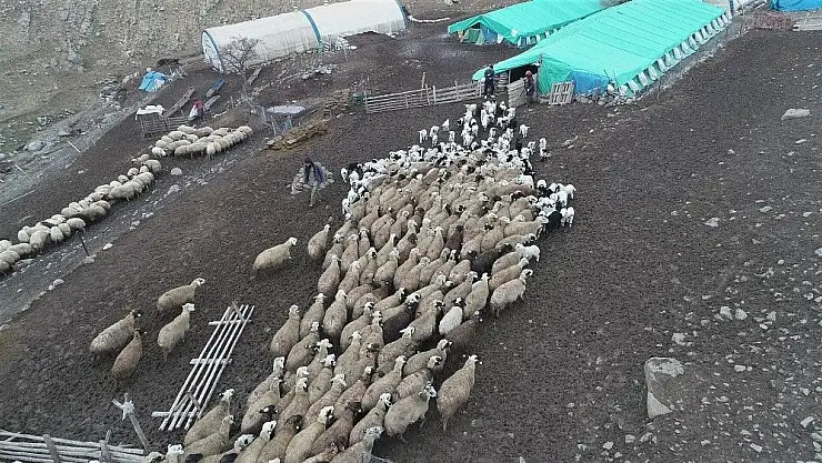 'Koyun ve kuzuların renkli buluşması'
