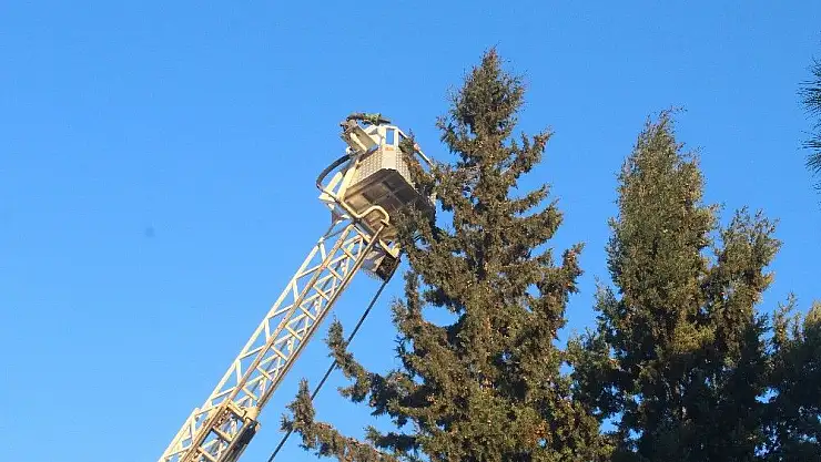 'Ekipler ağaçta mahsur kalan kedi için seferber oldu'