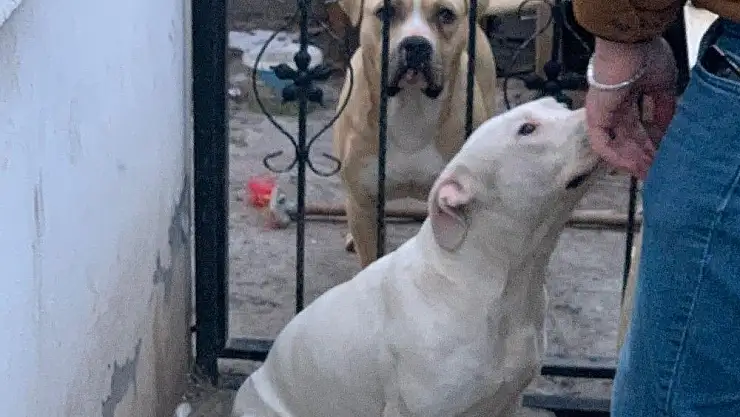 'Pitbull okula giden öğrenciye saldırdı'