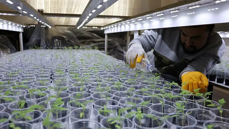 'Sebze fiyatlarına kızdı evinin salonunu bahçeye çevirdi'