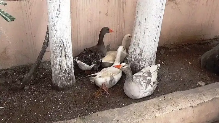 'Kaz hırsızları tutuklanınca ''Eğitim şart'' dedi'