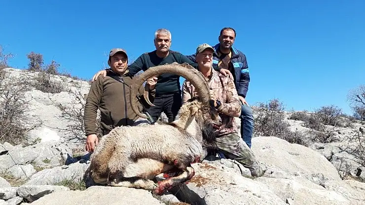 'Boynuz uzunluğu 127 santim olan yaban keçisi avlandı'