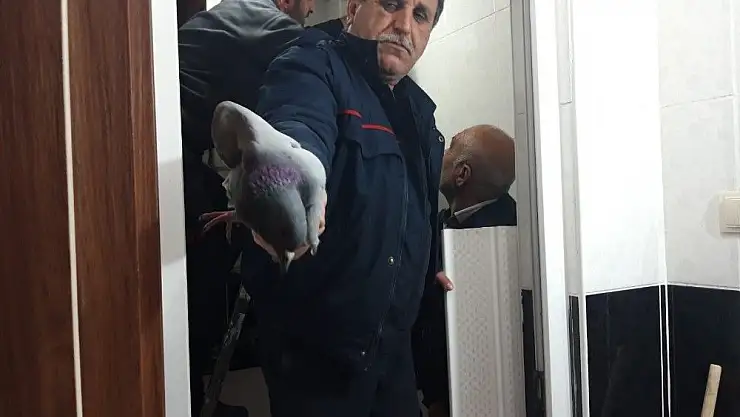'Havalandırma boşluğunda mahsur kalan güvercin kurtarıldı'