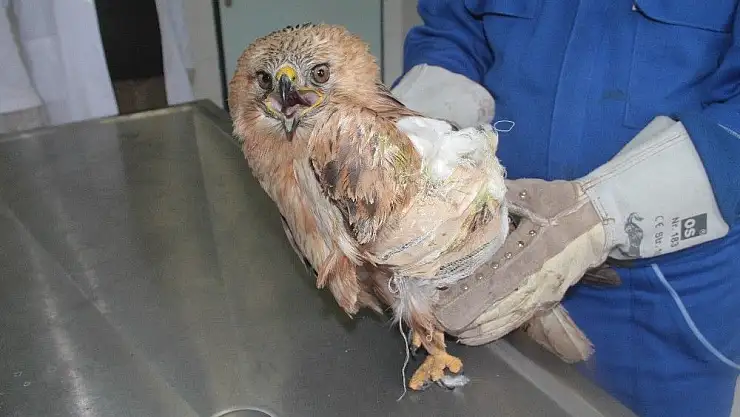 'Saçmaların hedefi olan ''şahin'' tedavi altına alındı'