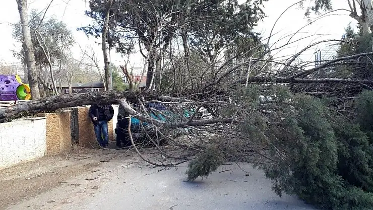 'Şiddetli rüzgar ağacı devirdi'