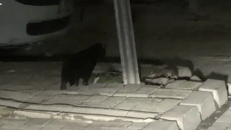 'Kedinin kaldırımda fare ile oyunu'
