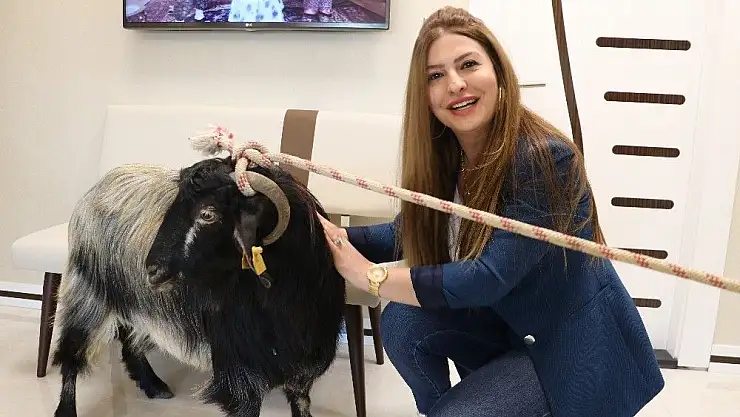 'Avukatlık ücretini ''keçiyle'' ödedi'