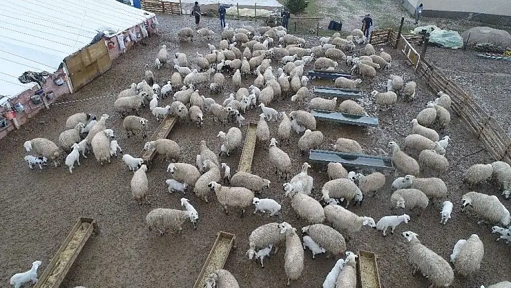 'Koyun ve kuzuların duygusal buluşması sürüyor'