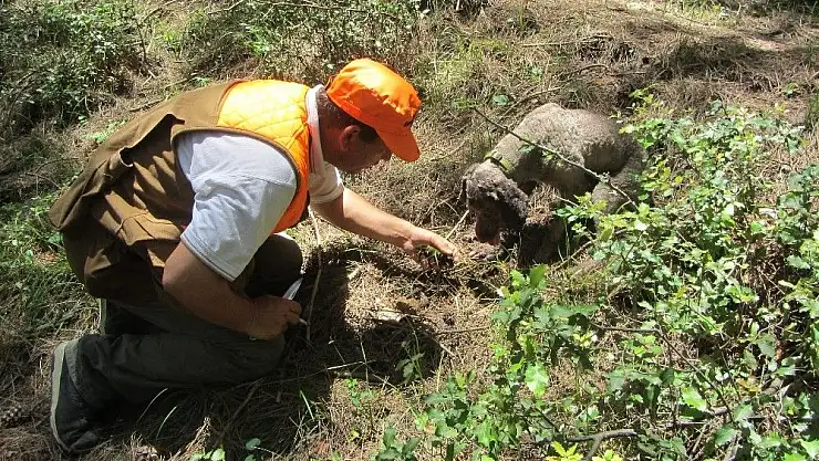 'Kahramanmaraş´ta kralların yiyeceği ''trüf mantarı'' üretimi başlıyor'