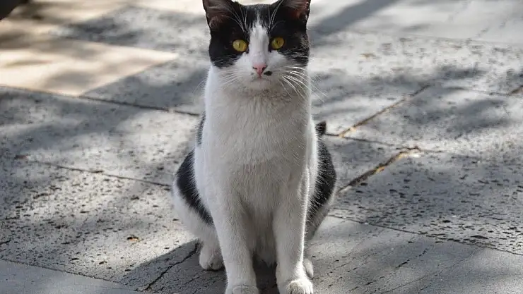 'Patisiyle kapıyı açan kedi fenomen oldu'
