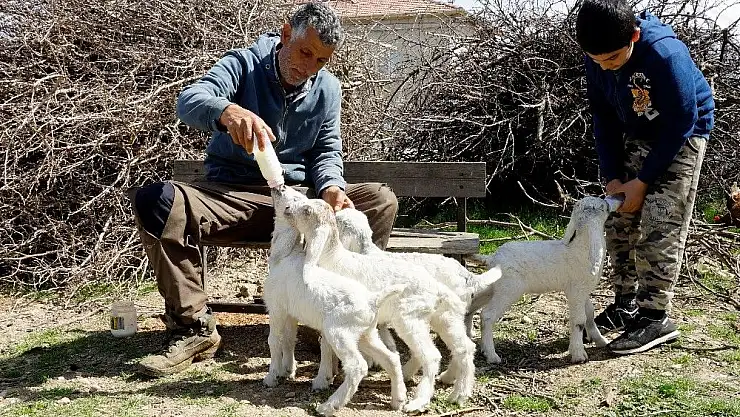 'Oğlaklarına bebekler gibi bakıyor'