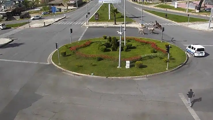 'Firari atlar kamerada'