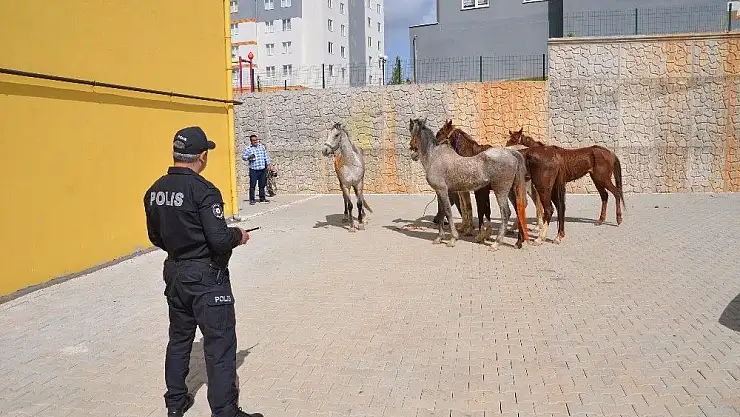'Firari atlar trafiği birbirine kattı'