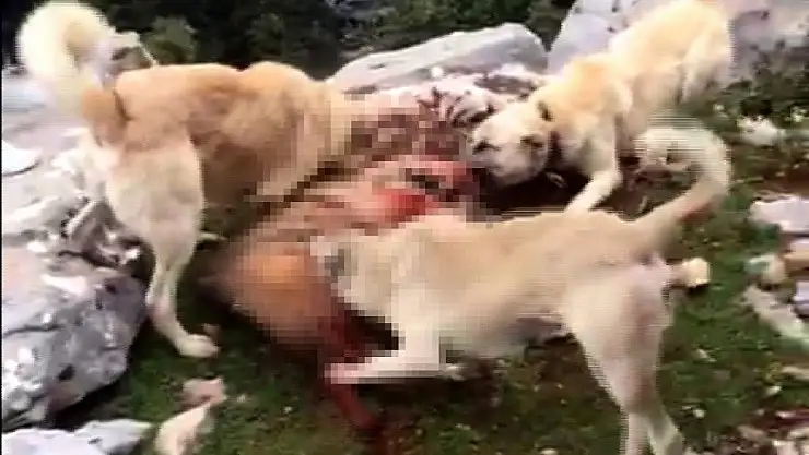 'Vicdansızlar kırmızı listedeki çizgili sırtlanı köpeklere parçalattı'