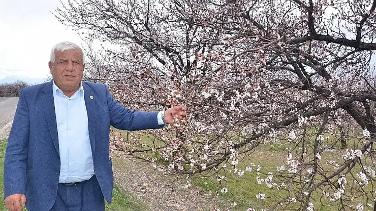 'Elbistan´da çiçek açan kayısı ağaçları çiftçiyi umutlandırdı'