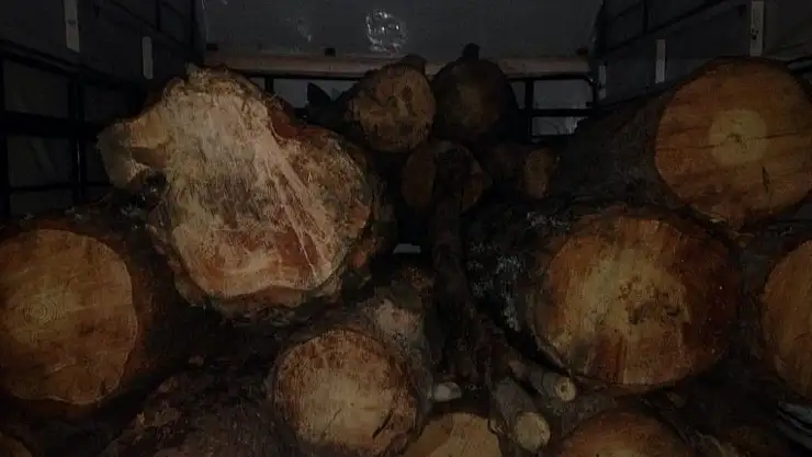'Kahramaraş´ta kaçak ağaç kesimi operasyonu'