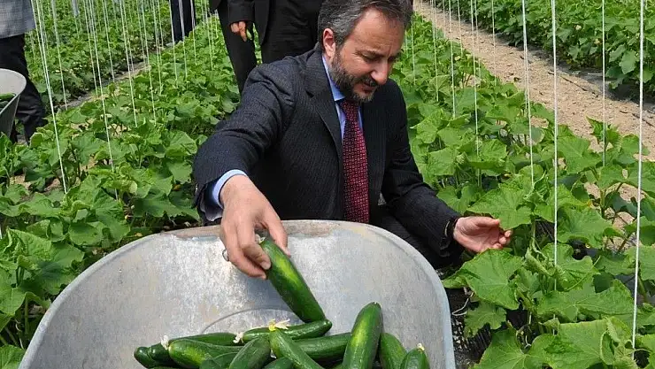 'Elazığ´da serada ilk hasat ''Salatalık'''
