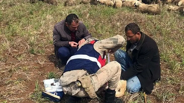'Jandarmadan yaralı çoban köpeğine şefkat eli'