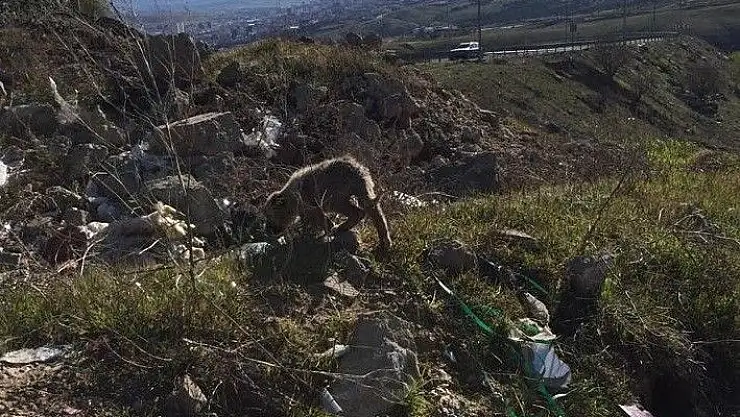 'Kafası kavanoza sıkışan yavru köpeği Mehmetçik kurtardı'